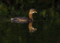 Pied-billed Grebe Podilymbus podiceps swimming Royalty Free Stock Photo